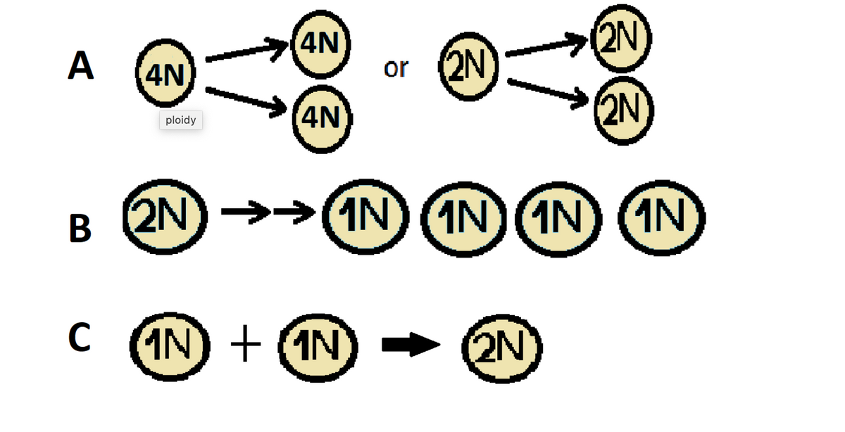 4N
2N
A (4N
or (2N)
4N
(2N
ploidy
B 2N) →>(1N
IN) (IN)(1N) (IN
C
C IN) + (1N
(2N
