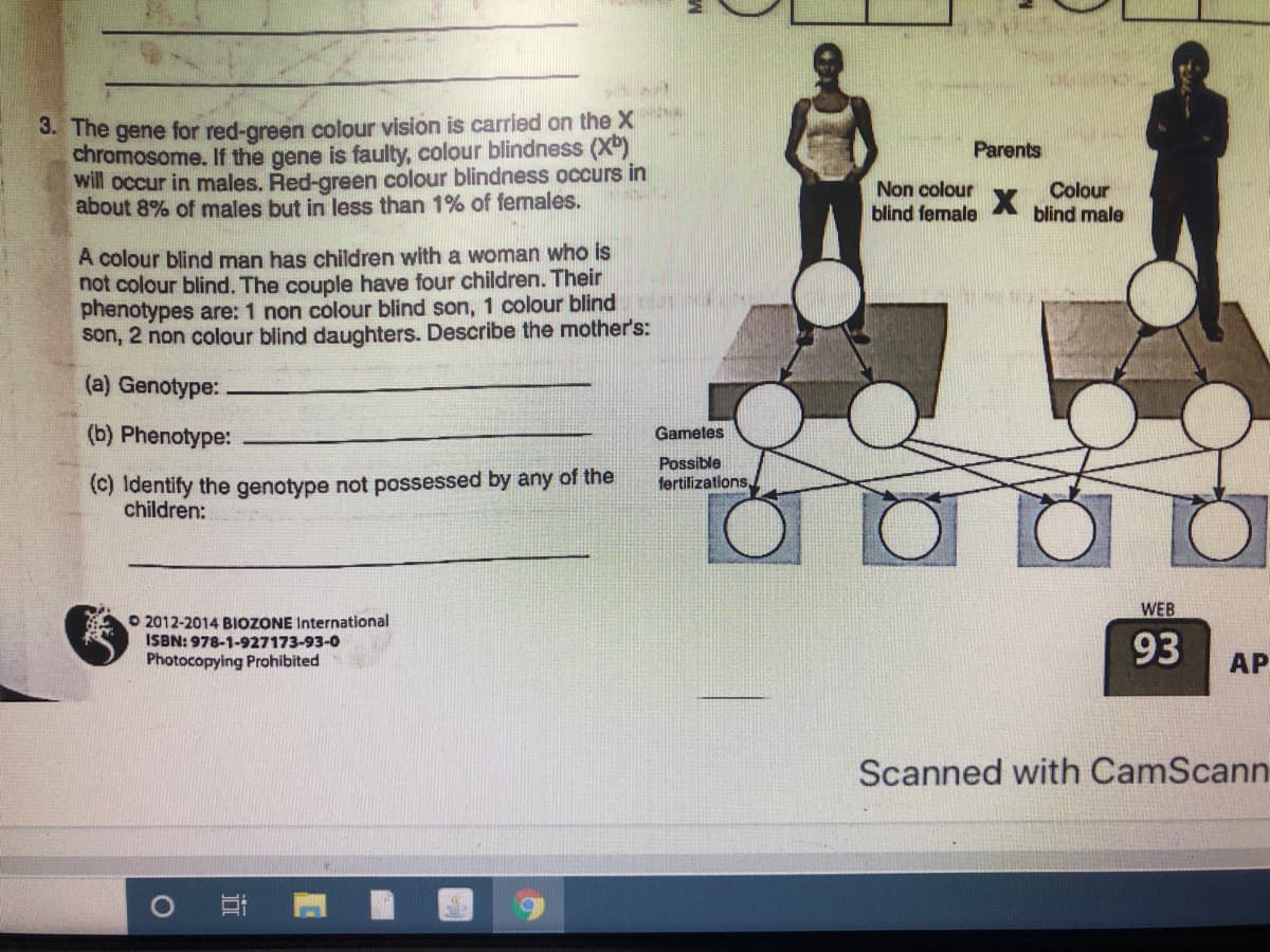 3. The gene for red-green colour vision is carried on the X
chromosome. If the gene is faulty, colour blindness (X")
will occur in males. Red-green colour blindness occurs in
about 8% of males but in less than 1% of females.
Parents
Non colour
blind female
Colour
blind male
A colour blind man has children with a woman who is
not colour blind. The couple have four children. Their
phenotypes are: 1 non colour blind son, 1 colour blind
son, 2 non colour blind daughters. Describe the mother's:
(a) Genotype:
(b) Phenotype:
Gametes
Possible
(c) Identify the genotype not possessed by any of the
children:
fertilizations.
WEB
O 2012-2014 BIOZONE International
ISBN: 978-1-927173-93-0
93
Photocopying Prohibited
AP
Scanned with CamScann
