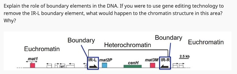 Explain the role of boundary elements in the DNA. If you were to use gene editing technology to
remove the IR-L boundary element, what would happen to the chromatin structure in this area?
Why?
Euchromatin
mat1
Euchromatin
Boundary
Boundary
Heterochromatin
2.5 kb
IR-L mat2P
mat3M IR-R
cenH
66...