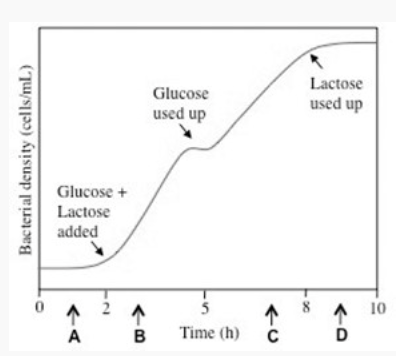 Glucose
used up
Lactose
used up
Glucose +
Lactose
added
Bacterial density (cells/mL)
72
2
VA
VB
00
74
5
Time (h)
115
10
VD
