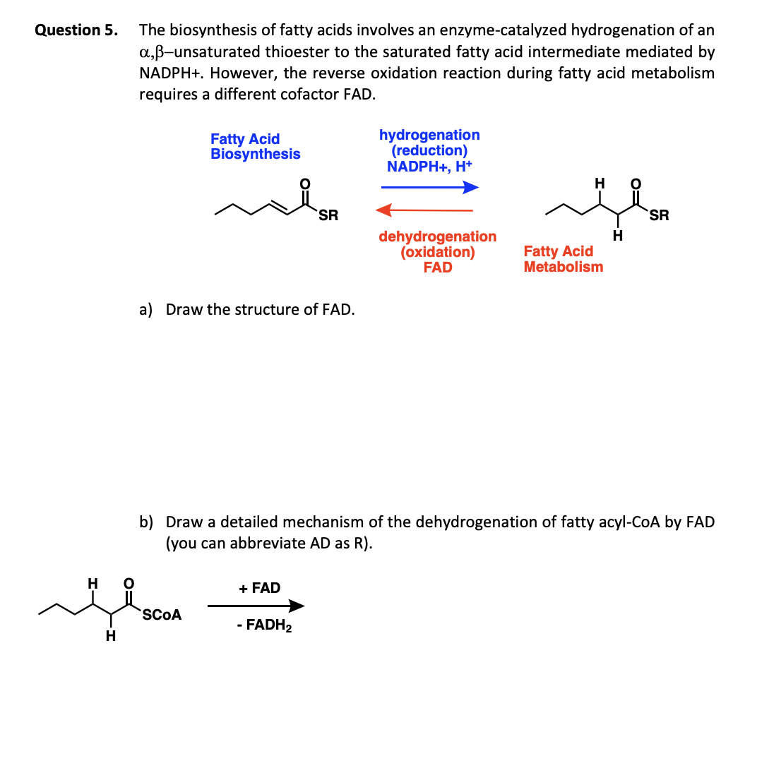 Question 5.
The biosynthesis of fatty acids involves an enzyme-catalyzed hydrogenation of an
a,ß-unsaturated thioester to the saturated fatty acid intermediate mediated by
NADPH+. However, the reverse oxidation reaction during fatty acid metabolism
requires a different cofactor FAD.
Fatty Acid
Biosynthesis
a) Draw the structure of FAD.
H
flocon
SCOA
H
SR
+ FAD
- FADH₂
hydrogenation
(reduction)
NADPH+, H+
dehydrogenation
(oxidation)
FAD
Fatty Acid
Metabolism
b) Draw a detailed mechanism of the dehydrogenation of fatty acyl-CoA by FAD
(you can abbreviate AD as R).
H
SR