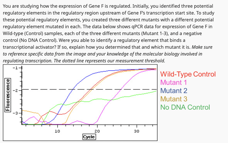 You are studying how the expression of Gene F is regulated. Initially, you identified three potential
regulatory elements in the regulatory region upstream of Gene F's transcription start site. To study
these potential regulatory elements, you created three different mutants with a different potential
regulatory element mutated in each. The data below shows qPCR data for expression of Gene F in
Wild-type (Control) samples, each of the three different mutants (Mutant 1-3), and a negative
control (No DNA Control). Were you able to identify a regulatory element that binds a
transcriptional activator? If so, explain how you determined that and which mutant it is. Make sure
to reference specific data from the image and your knowledge of the molecular biology involved in
regulating transcription. The dotted line represents our measurement threshold.
Fluorescence
N
Wild-Type Control
Mutant 1
Mutant 2
Mutant 3
No DNA Control
10
10
20
30
Cycle