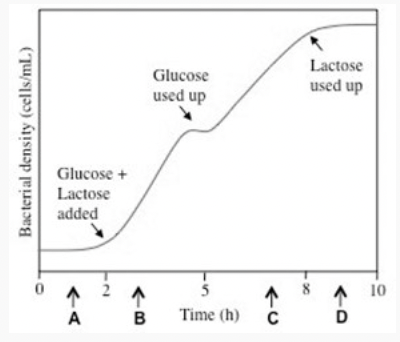 Bacterial density (cells/mL)
Glucose
used up
Lactose
used up
Glucose +
Lactose
added
0 4 2 4
5
A
B
Time (h)
с
-x
10
110
VD