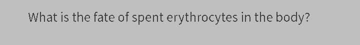 What is the fate of spent erythrocytes in the body?
