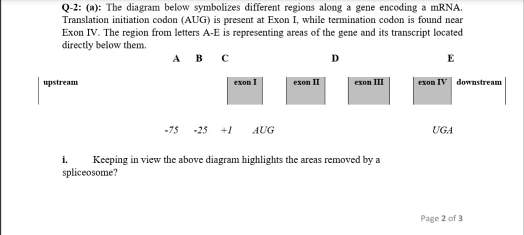 Q-2: (a): The diagram below symbolizes different regions along a gene encoding a mRNA.
Translation initiation codon (AUG) is present at Exon I, while termination codon is found near
Exon IV. The region from letters A-E is representing areas of the gene and its transcript located
directly below them.
А В С
D
E
upstream
exon I
exon II
exon III
exon IV
downstream
-75
-25
+1
AUG
UGA
i.
Keeping in view the above diagram highlights the areas removed by a
spliceosome?
Page 2 of 3
