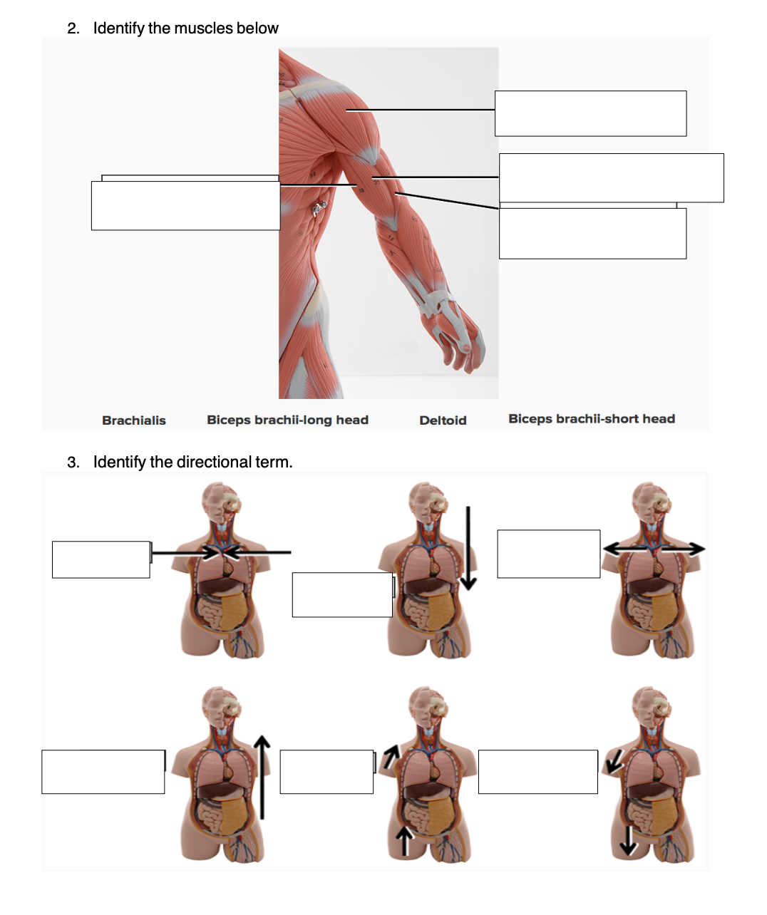 2. Identify the muscles below
Brachialis
Biceps brachii-long head
Deltoid
Biceps brachii-short head
3. Identify the directional term.
