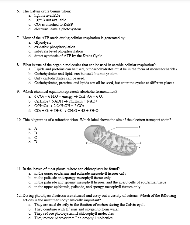 6. The Calvin cycle beings when:
a. light is available
b. light is not available
c. CO2 is attached to RuBP
d. electrons leave a photosystem
7. Most of the ATP made during cellular respiration is generated by:
a. Glycolysis
b. oxidative phosphorylation
c. substrate level phosphorylation
d. direct synthesis of ATP by the Krebs Cycle
8. What is true of the organic molecules that can be used in aerobic cellular respiration?
a. Lipids and proteins can be used, but carbohydrates must be in the form of monosaccharides.
b. Carbohydrates and lipids can be used, but not protein.
c. Only carbohydrates can be used.
d. Carbohydrates, proteins, and lipids can all be used, but enter the cycles at different places
9. Which chemical equation represents alcoholic fermentation?
a. 6 CO2 + 6 H2O + energy → C6H12O2 + 6 02
b. C6H12O6+ NADH →2C3H6O3 + NAD+
c. C6H12O6 → 2 C2H5OH + 2 CO₂
d. CO2 + O2 + 4H2S → CH2O + 4S + 3H2O
10. This diagram is of a mitochondrion. Which label shows the site of the electron transport chain?
a.
A
b. B
C. C
d. D
A
-C
D
11. In the leaves of most plants, where can chloroplasts be found?
a. in the upper epidermis and palisade mesophyll tissues only
b. in the palisade and spongy mesophyll tissue only
c. in the palisade and spongy mesophyll tissues, and the guard cells of epidermal tissue
d. in the upper epidermis, palisade, and spongy mesophyll tissues only
12. During photolysis electrons are released and carry out a variety of actions. Which of the following
actions is the most thermodynamically important?
a. They are used directly in the fixation of carbon during the Calvin cycle
b. They combine with H+ ions and oxygen to form water
c. They reduce photosystem II chlorophyll molecules
d. They reduce photosystem I chlorophyll molecules