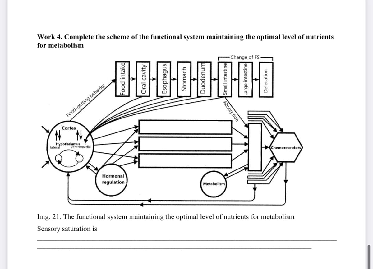 Work 4. Complete the scheme of the functional system maintaining the optimal level of nutrients
for metabolism
Change of FS-
Food-getting behavior
Cortex
Hypothalamus
lateral
ventromedial
Chemoreceptors
Hormonal
regulation
Metabolism
Img. 21. The functional system maintaining the optimal level of nutrients for metabolism
Sensory saturation is
Absorption
