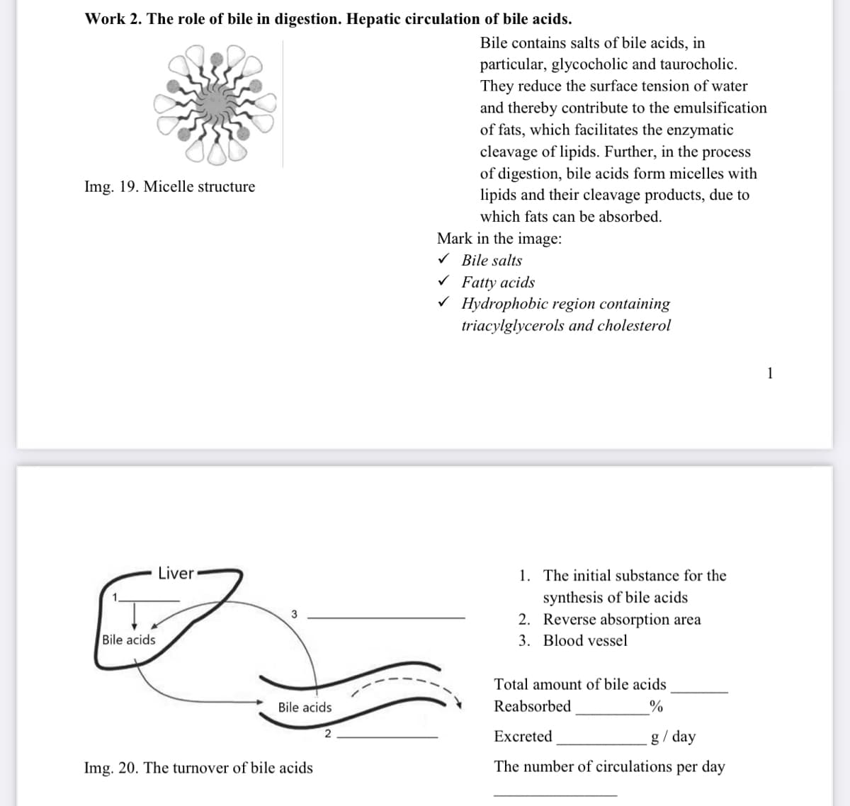 Work 2. The role of bile in digestion. Hepatic circulation of bile acids.
Bile contains salts of bile acids, in
particular, glycocholic and taurocholic.
They reduce the surface tension of water
and thereby contribute to the emulsification
of fats, which facilitates the enzymatic
cleavage of lipids. Further, in the
of digestion, bile acids form micelles with
lipids and their cleavage products, due to
process
Img. 19. Micelle structure
which fats can be absorbed.
Mark in the image:
V Bile salts
V Fatty acids
V Hydrophobic region containing
triacylglycerols and cholesterol
1
Liver
1. The initial substance for the
synthesis of bile acids
2. Reverse absorption area
3
Bile acids
3. Blood vessel
Total amount of bile acids
Bile acids
Reabsorbed
%
Excreted
g / day
Img. 20. The turnover of bile acids
The number of circulations per day
