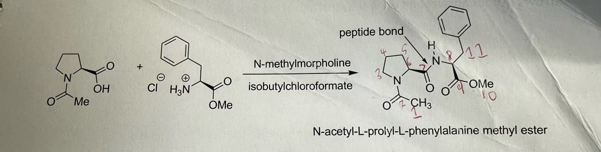 Me
OH
CI H3N
OMe
peptide bond
N-methylmorpholine
isobutylchloroformate
เพื่อ
CH₂
11
OMe
N-acetyl-L-prolyl-L-phenylalanine methyl ester