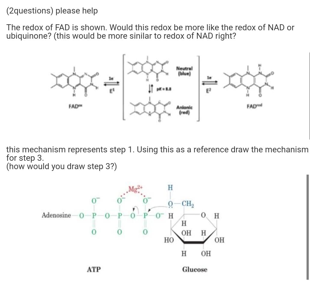 (2questions) please help
The redox of FAD is shown. Would this redox be more like the redox of NAD or
ubiquinone? (this would be more sinilar to redox of NAD right?
Neutral
(blue)
E
E
FAD
FAD
Anlonic
(red)
this mechanism represents step 1. Using this as a reference draw the mechanism
for step 3.
(how would you draw step 3?)
H.
0- CH,
Adenosine-0-P
H.
OH
Но
ОН
H
он
АТР
Glucose
