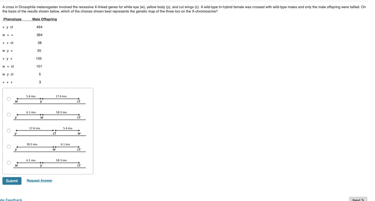 A cross in Drosophila melanogaster involved the recessive X-linked genes for white eye (w), yellow body (y), and cut wings (c). A wild-type tri-hybrid female was crossed with wild-type males and only the male offspring were tallied. On
the basis of the results shown below, which of the choices shown best represents the genetic map of the three loci on the X-chromosome?
Phenotype
Male Offspring
+ у t
494
394
+ + ct
28
w y +
35
+ у +
105
w + ct
101
w y ct
5
5.4 mu
17.6 mu
ct
6.1 mu
18.3 mu
w
ct
17.6 mu
5.4 mu
ct
18.3 mu
6.1 mu
ct
6.1 mu
18.3 mu
ct
Submit
Request Answer
de Feedback
Next >
