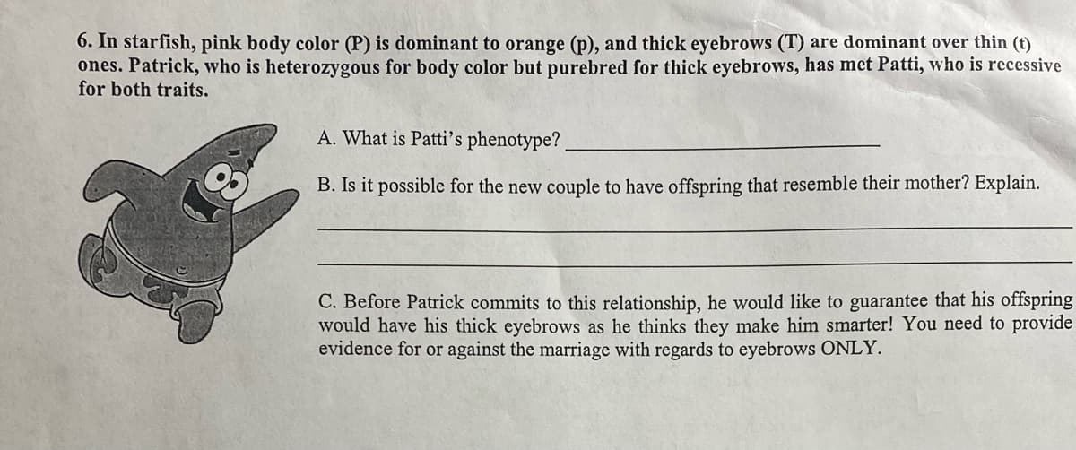 6. In starfish, pink body color (P) is dominant to orange (p), and thick eyebrows (T) are dominant over thin (t)
ones. Patrick, who is heterozygous for body color but purebred for thick eyebrows, has met Patti, who is recessive
for both traits.
A. What is Patti's phenotype?
B. Is it possible for the new couple to have offspring that resemble their mother? Explain.
C. Before Patrick commits to this relationship, he would like to guarantee that his offspring
would have his thick eyebrows as he thinks they make him smarter! You need to provide
evidence for or against the marriage with regards to eyebrows ONLY.
