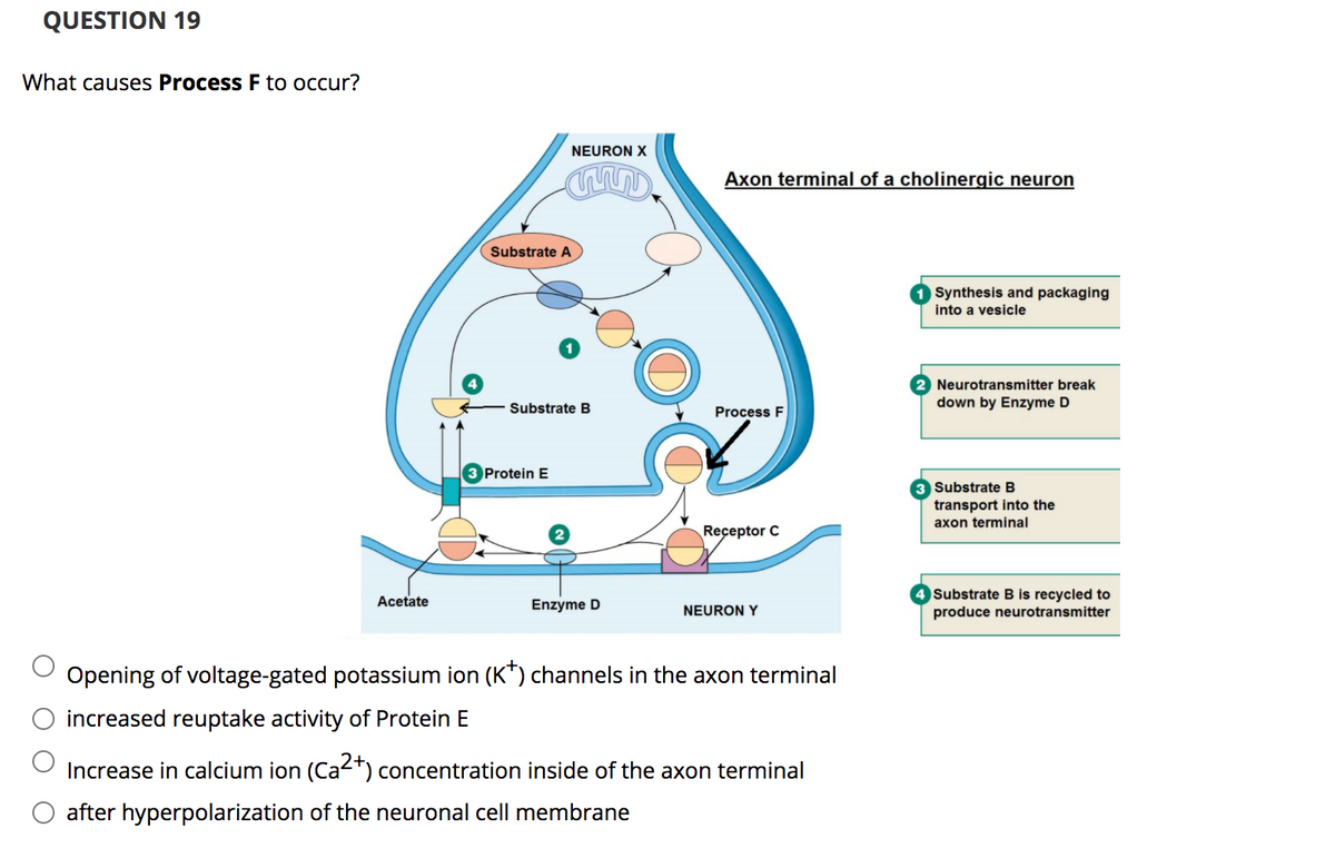 ### Question 19: What causes Process F to occur?

The image displays the axon terminal of a cholinergic neuron (Neuron X) interacting with another neuron (Neuron Y). The diagram illustrates various steps in neurotransmitter synthesis, packaging, release, and recycling processes, along with the corresponding components and proteins involved.

#### Diagram Explanation: 
1. **Synthesis and packaging into a vesicle**:
   - **Substrate A** enters the axon terminal and is transformed into neurotransmitters, which are then packaged into vesicles.
   
2. **Neurotransmitter breakdown by Enzyme D**:
   - Neurotransmitters are released into the synaptic cleft and bind to **Receptor C** on Neuron Y. Subsequently, they are broken down by **Enzyme D**, producing **Acetate** and other byproducts.

3. **Substrate B transport into the axon terminal**:
   - **Substrate B** is transported into the axon terminal for neurotransmitter synthesis. 

4. **Substrate B is recycled to produce neurotransmitter**:
   - The recycled **Substrate B** is reused in the synthesis of new neurotransmitter molecules, completing the cycle.

#### Detailed Diagram Process:
- **Process F** refers to the release mechanism of neurotransmitters from the vesicles into the synaptic cleft.
- Various factors, such as ion concentration changes or protein activities, could potentially trigger this release.

### Multiple-Choice Question:
**What causes Process F to occur?**

#### Options:
1. Opening of voltage-gated potassium ion (K⁺) channels in the axon terminal
2. Increased reuptake activity of Protein E
3. Increase in calcium ion (Ca²⁺) concentration inside of the axon terminal
4. After hyperpolarization of the neuronal cell membrane

Among the provided options, the correct answer is:

**3. Increase in calcium ion (Ca²⁺) concentration inside of the axon terminal**

This is because the influx of Ca²⁺ ions into the axon terminal is a pivotal trigger for the vesicles to release their neurotransmitter contents into the synaptic cleft.