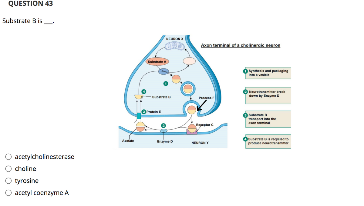 **QUESTION 43**

Substrate B is ___.

**Options:**
- acetylcholinesterase
- choline
- tyrosine
- acetyl coenzyme A

**Diagram Explanation:**

The diagram illustrates the axon terminal of a cholinergic neuron and provides a detailed depiction of the steps involved in neurotransmitter recycling and release. 

**Key Components and Processes:**

1. **Synthesis and Packaging into a Vesicle (Step 1):**
   - Substrate A is synthesized and packaged into vesicles within the neuron terminal.

2. **Neurotransmitter Breakdown by Enzyme D (Step 2):**
   - After neurotransmitter release, it binds to Receptor C on the postsynaptic neuron and is then broken down by Enzyme D into acetate and Substrate B.

3. **Substrate B Transport into the Axon Terminal (Step 3):**
   - Protein E facilitates the transport of Substrate B back into the axon terminal of Neuron X.

4. **Substrate B is Recycled to Produce Neurotransmitter (Step 4):**
   - Process F involves the recycling of Substrate B, which combines with another component to reform the neurotransmitter.

**Diagram Legend:**
- **Substrate A:** Neurotransmitter before release.
- **Substrate B:** Component of the neurotransmitter after breakdown (choline).
- **Enzyme D:** Breaks down the neurotransmitter (e.g., acetylcholinesterase).
- **Protein E:** Involved in the reuptake of Substrate B.
- **Receptor C:** Post-synaptic receptor.
- **Process F:** Recycling mechanism for Substrate B to reform neurotransmitter.

Given the involved steps and substances in acetylcholine metabolism within cholinergic neurons, **Substrate B** in this context is **choline**.