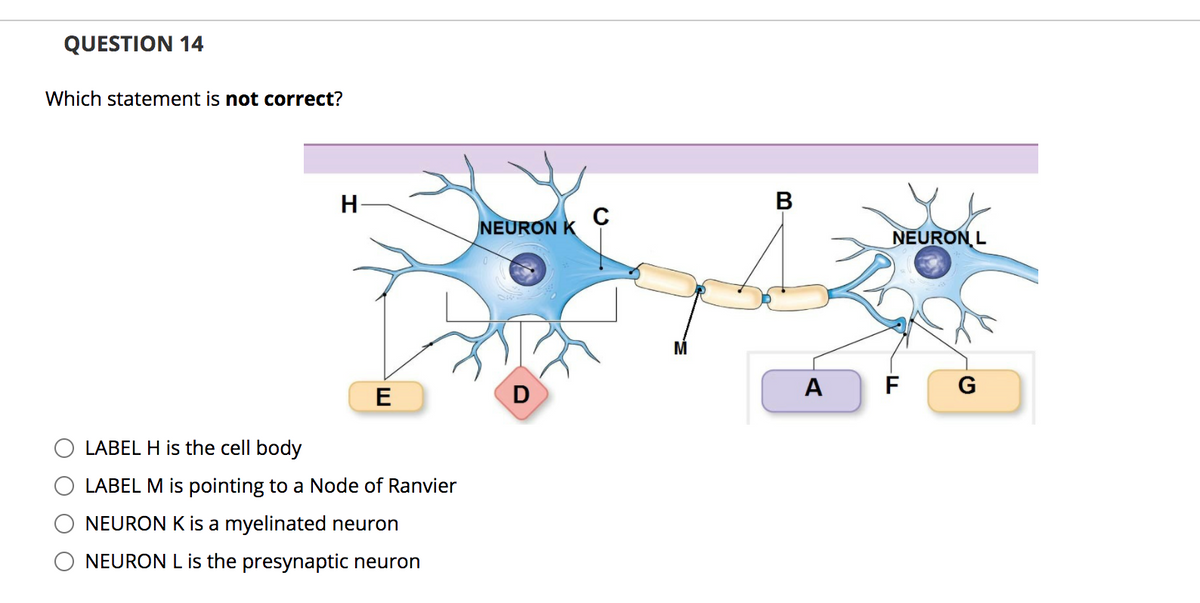 QUESTION 14
Which statement is not correct?
H
C
NEURON K
NEURON L
A
G
E
LABEL H is the cell body
LABEL M is pointing to a Node of Ranvier
NEURON K is a myelinated neuron
NEURON L is the presynaptic neuron
