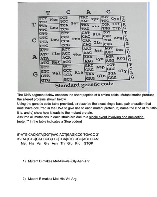 T
с
A
G
T
TCT
TCC
TCA
TCG
CCT
ccc
CTA
CCA
CTG
CCG
ATT
ACT
ATC Ile ACC Thr
TTC
TTA
TTG
CTT
CTC
Phe
Leu
Leu
ATA
ATG Net
GTT
GTC
GTA
GTG
с
Val
Ser
Pro
ACA
ACG
GCT
GCC
GCA
GCG
TAT
TAC
TAA
TAG
CAT
CAC
CAA
CAG
AAT
AAC
AAA
AAG
A
Ala
Tyr
✰✰✰
2) Mutant E makes Met-His-Val-Arg
His
1) Mutant D makes Met-His-Val-Gly-Asn-Thr
G
Cys
TGA
TGG Trp
CGT
CGC
TGT
TGC
Gln
GAT
Asp
GAC
GAA
Glu
GAG
Standard genetic code
Asn
5'-ATGICACIGTAIGGT|AAC|ACTIGAGICCC|TGACC-3'
3'-TAC|CTG|CATICCG|TTG|TGA|CTC|GGG|ACTGG-5'
Met His Val Gly Asn Thr Glu Pro STOP
Lys
CGA
CGG
AGT
AGC
AGA
AGG
GGT
GGC
GGA
GGG
Arg
FURG TUAO HUKO HLAG
Ser
The DNA segment below encodes the short peptide of 8 amino acids. Mutant strains produce
the altered proteins shown below.
Arg
Using the genetic code table provided, a) describe the exact single base pair alteration that
must have occurred in the DNA to give rise to each mutant protein, b) name the kind of mutation
it is, and c) show how it leads to the mutant protein.
Assume all mutations in each strain are due to a single event involving one nucleotide.
[note: ** in the table indicates a Stop codon]
Gly