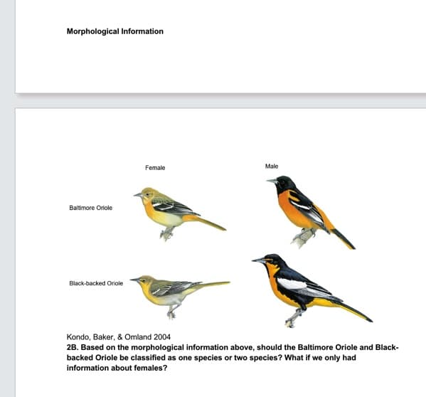 Morphological Information
Baltimore Oriole
Black-backed Oriole
Female
Male
Kondo, Baker, & Omland 2004
2B. Based on the morphological information above, should the Baltimore Oriole and Black-
backed Oriole be classified as one species or two species? What if we only had
information about females?