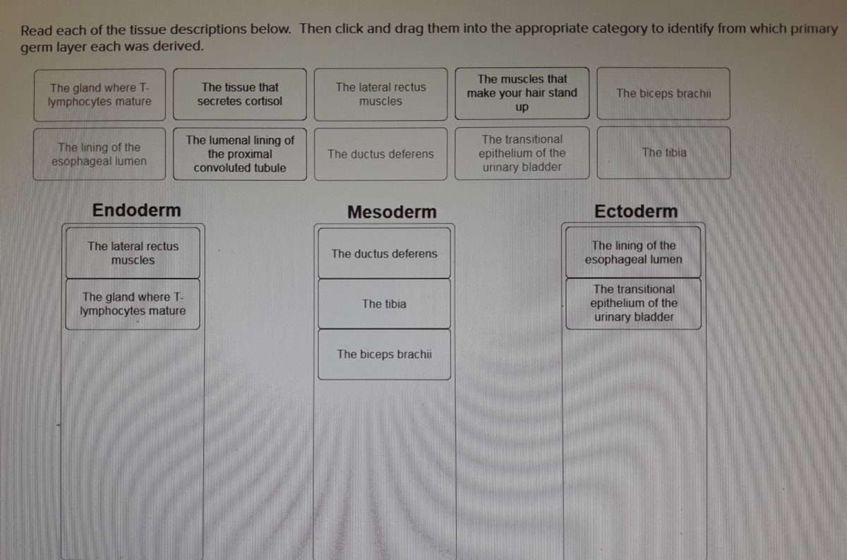 Read each of the tissue descriptions below. Then click and drag them into the appropriate category to identify from which primary
germ layer each was derived.
The muscles that
The gland where T-
lymphocytes mature
The tissue that
secretes cortisol
The lateral rectus
make your hair stand
The biceps brachii
muscles
up
The lining of the
esophageal lumen
The lumenal lining of
the proximal
convoluted tubule
The transitional
epithelium of the
urinary bladder
The ductus deferens
The tibia
Endoderm
Mesoderm
Ectoderm
The lateral rectus
muscles
The lining of the
esophageal lumen
The ductus deferens
The gland where T-
lymphocytes mature
The transitional
epithelium of the
urinary bladder
The tibia
The biceps brachii
