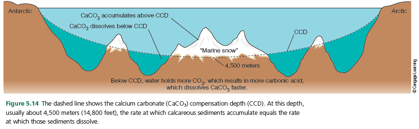 Antarctic
Arctic
Caco, accumulates above CCD
Caco, dissolves below CD
CCD
"Marine snow"
4,500 meters
Below CCD, water holds more CO, which results in more carbonic acid,
which dissolves CaCO, faster.
Figure 5.14 The dashed line shows the calcium carbonate (Caco,) compensation depth (CCD). At this depth,
usually about 4,500 meters (14,800 feet),
rate at which calcareous sediments accumula
equals
rate
at which those sediments dissolve.
