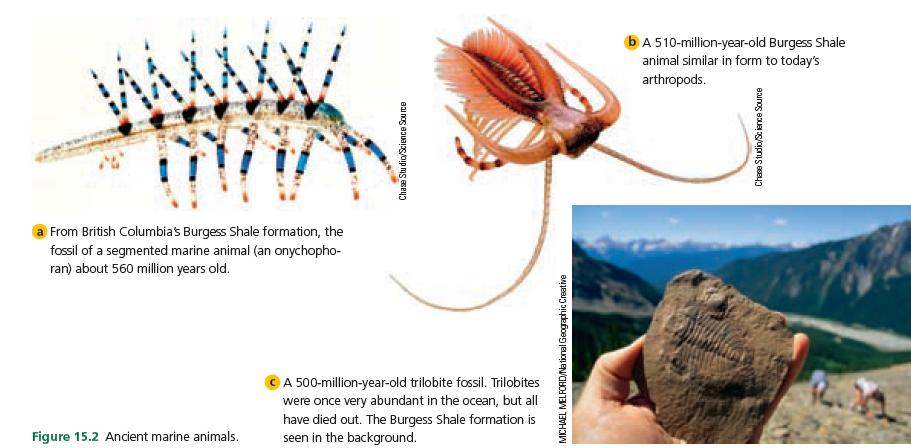 bA 510-million-year-old Burgess Shale
animal similar in form to today's
arthropods.
From British Columbias Burgess Shale formation, the
fossil of a segmented marine animal (an onychopho-
ran) about 560 million years old.
A 500-million-year-old trilobite fossil. Trilobites
were once very abundant in the ocean, but all
have died out. The Burgess Shale formation is
seen in the background.
Figure 15.2 Ancient marine animals.
Chase Stu dio/Science Sou rce
MICHAEL MELFORD/National Geographic Creative
Chase Studio/Sc ience Source
