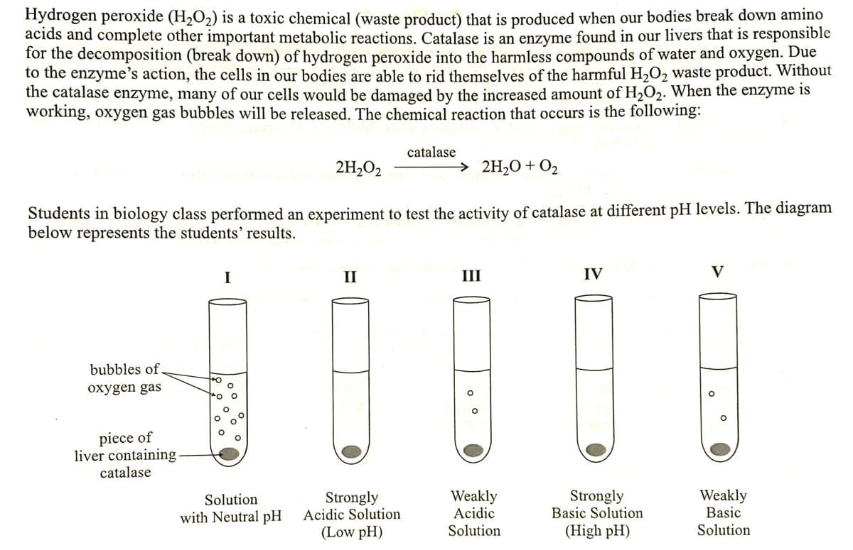 Hydrogen peroxide (H2O2) is a toxic chemical (waste product) that is produced when our bodies break down amino
acids and complete other important metabolic reactions. Catalase is an enzyme found in our livers that is responsible
for the decomposition (break down) of hydrogen peroxide into the harmless compounds of water and oxygen. Due
to the enzyme's action, the cells in our bodies are able to rid themselves of the harmful H2O2 waste product. Without
the catalase enzyme, many of our cells would be damaged by the increased amount of H2O2. When the enzyme is
working, oxygen gas bubbles will be released. The chemical reaction that occurs is the following:
catalase
2H2O2
→ 2H,O + O2
Students in biology class performed an experiment to test the activity of catalase at different pH levels. The diagram
below represents the students’ results.
I
II
III
IV
V
bubbles of.
oxygen gas
piece of
liver containing
catalase
Strongly
Acidic Solution
Weakly
Acidic
Solution
Strongly
Basic Solution
Weakly
Basic
Solution
with Neutral pH
(Low pH)
(High pH)
Solution
