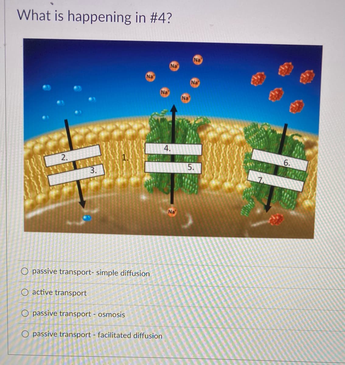 What is happening in #4?
Na
Na
Na
Na
Na
Na
4.
5.
6.
3.
Na
O passive transport- simple diffusion
O active transport
O passive transport - osmosis
O passive transport - facilitated diffusion
