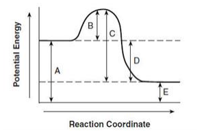 A
Reaction Coordinate
Potential Energy
