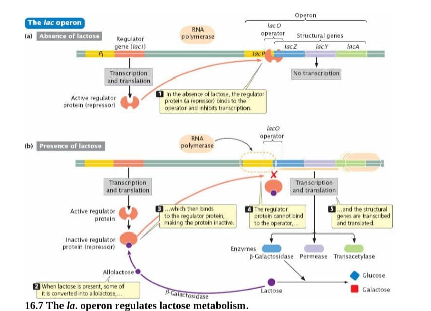 Operon
The lac operon
(a) Absence of lactose
laco
RNA
polymerase
operator
Structural genes
Regulator
gene (lacl)
lacz
lacY
lacA
lacP
Transcription
and translation
No transcription
Active regulator
protein (repressor)
O In the absence of lactose, the regulator
protein (a repressor) binds to the
operator and inhibits transcription.
laco
RNA
operator
(b) Presence of lactose
polymerase
Transcription
and translation
Transcription
and translation
Active regulator
protein
.which then binds
to the regulator protein,
making the protein inactive.
4 The regulator
protein cannot bind
to the operator,.
3.and the structural
genes are transcribed
and translated.
Inactive regulator
protein (repressor)
Enzymes
B-Galactosidase Permease Transacetylase
Allolactose
Glucose
2 When lactose is present, some of
It is converted into allolactose,.
16.7 The la. operon regulates lactose metabolism.
BGalactosidase
Galactose
Lactose
