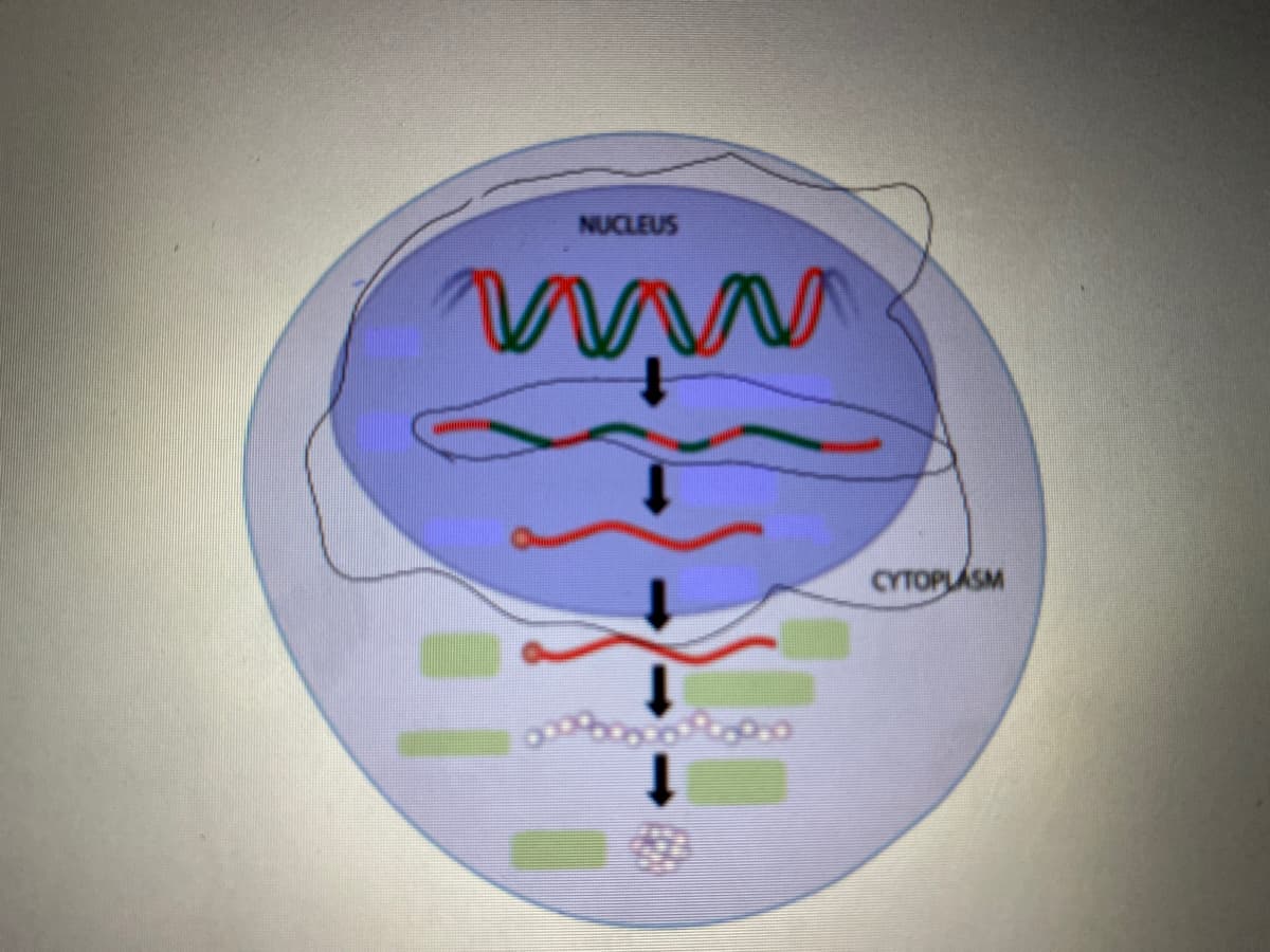 NUCLEUS
CYTOPLÁSM
