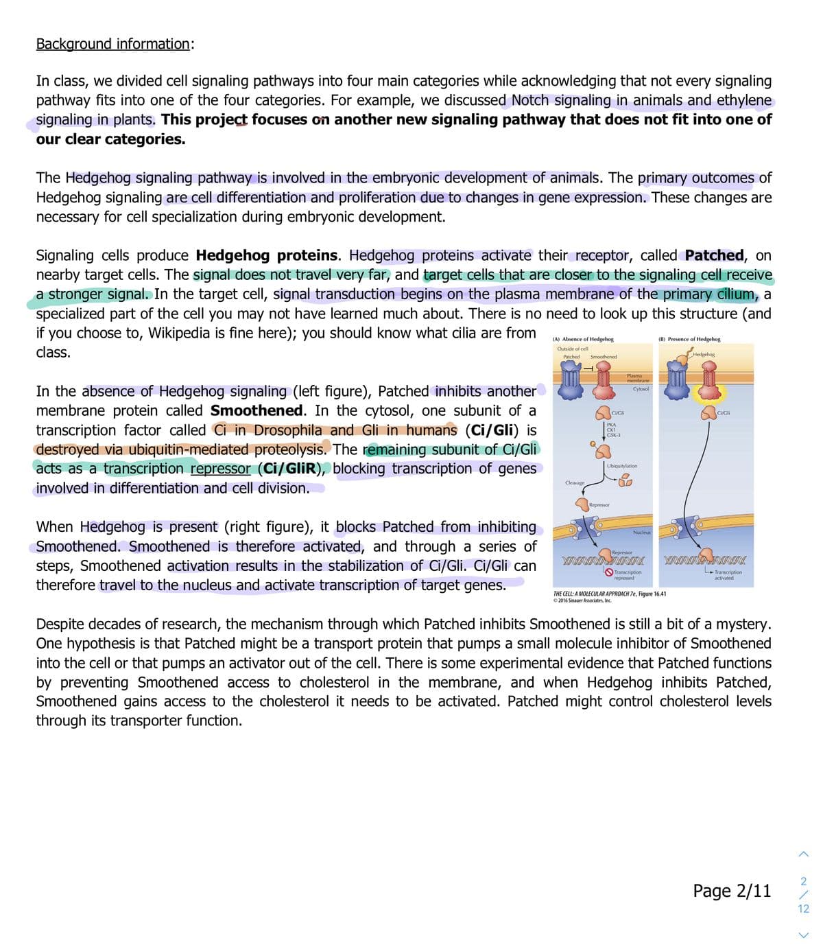 Background information:
In class, we divided cell signaling pathways into four main categories while acknowledging that not every signaling
pathway fits into one of the four categories. For example, we discussed Notch signaling in animals and ethylene
signaling in plants. This project focuses on another new signaling pathway that does not fit into one of
our clear categories.
The Hedgehog signaling pathway is involved in the embryonic development of animals. The primary outcomes of
Hedgehog signaling are cell differentiation and proliferation due to changes in gene expression. These changes are
necessary for cell specialization during embryonic development.
Signaling cells produce Hedgehog proteins. Hedgehog proteins activate their receptor, called Patched, on
nearby target cells. The signal does not travel very far, and target cells that are closer to the signaling cell receive
a stronger signal. In the target cell, signal transduction begins on the plasma membrane of the primary cilium, a
specialized part of the cell you may not have learned much about. There is no need to look up this structure (and
if you choose to, Wikipedia is fine here); you should know what cilia are from
(A) Absence of Hedgehog
(B) Presence of Hedgehog
class.
Outside of cell
Hedgehog
Patched
Smoothened
Plasma
membrane
In the absence of Hedgehog signaling (left figure), Patched inhibits another
membrane protein called Smoothened. In the cytosol, one subunit of a
transcription factor called Ci in Drosophila and Gli in humans (Ci/Gli) is
destroyed via ubiquitin-mediated proteolysis. The remaining subunit of Ci/Gli
acts as a transcription repressor (Ci/GliR), blocking transcription of genes
Cytosol
Ci/Gli
Ci/Gli
РКА
CK1
GSK-3
Ubiquitylation
Cleavage
involved in differentiation and cell division.
Repressor
When Hedgehog is present (right figure), it blocks Patched from inhibiting
Smoothened. Smoothened is therefore activated, and through a series of
steps, Smoothened activation results in the stabilization of Ci/Gli. Ci/Gli can
therefore travel to the nucleus and activate transcription of target genes.
Nucleus
Repressor
O Transcription
repressed
- Transcription
activated
THE CELL: A MOLECULAR APPROACH 7e, Figure 16.41
© 2016 Sinauer Associates, Inc.
Despite decades of research, the mechanism through which Patched inhibits Smoothened is still a bit of a mystery.
One hypothesis is that Patched might be a transport protein that pumps a small molecule inhibitor of Smoothened
into the cell or that pumps an activator out of the cell. There is some experimental evidence that Patched functions
by preventing Smoothened access to cholesterol in the membrane, and when Hedgehog inhibits
Smoothened gains access to the cholesterol it needs to be activated. Patched might control cholesterol levels
through its transporter function.
2
Page 2/11
12
