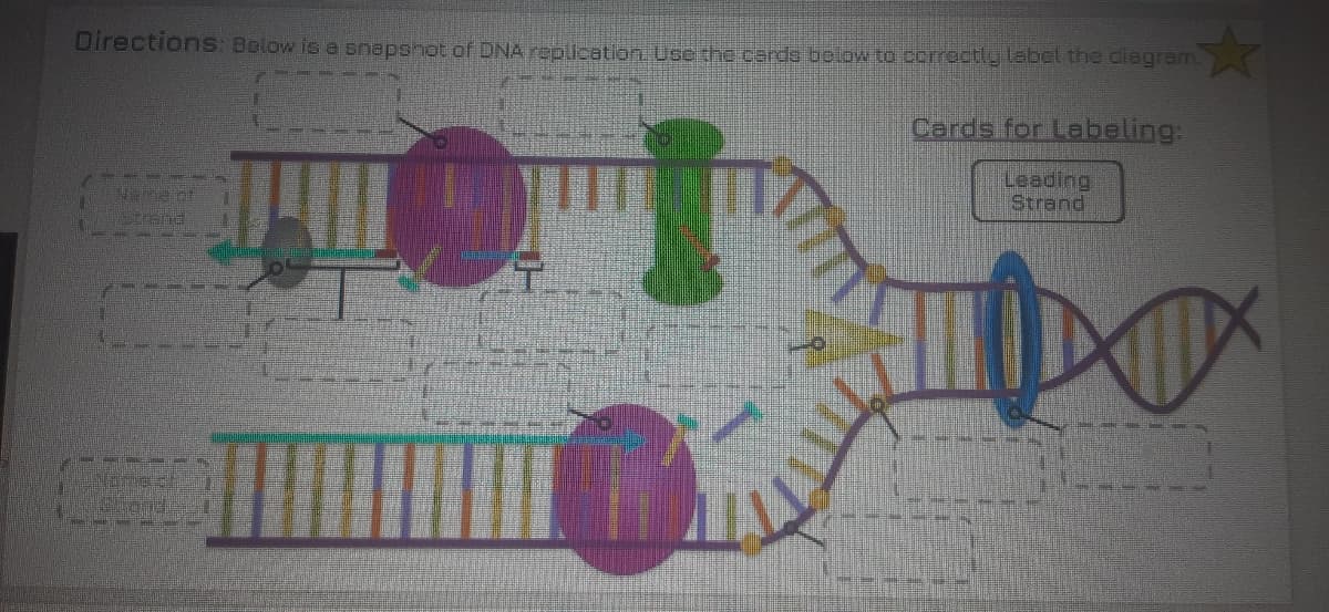 DirectionS: Below is a snapshot of DNA replication Use the cards below to correctly label the diagram.
Cerds for Labeling:
Leading
Strand
