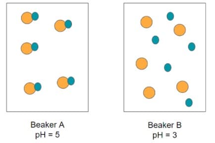 Beaker A
Beaker B
pH = 5
pH = 3
