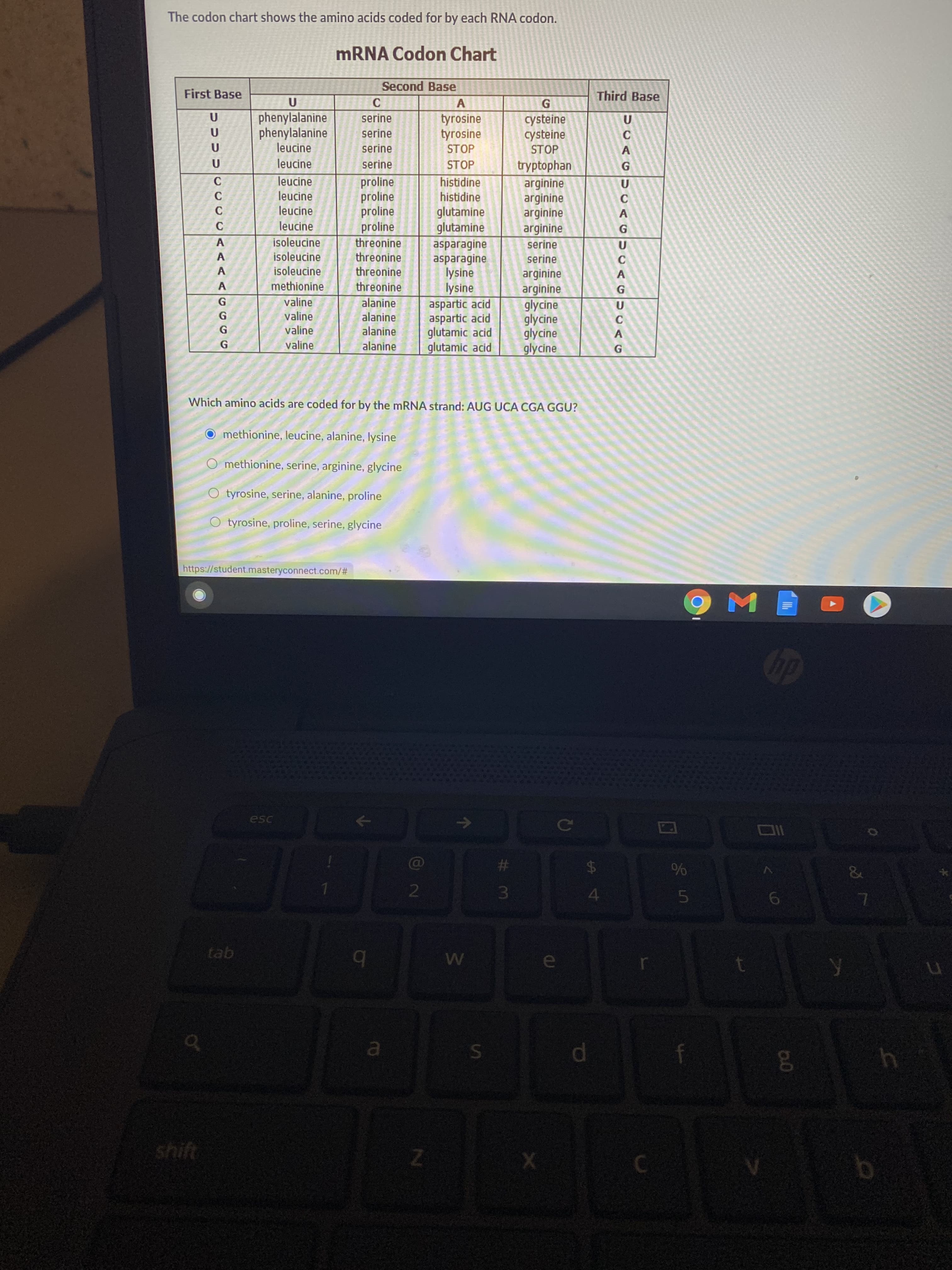 Which amino acids are coded for by the mRNA strand: AUG UCA CGA GGU?
methionine, leucine, alanine, lysine
O methionine, serine, arginine, glycine
O tyrosine, serine, alanine, proline
O tyrosine, proline, serine, glycine
