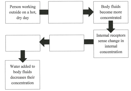 Person working
outside on a hot,
Body fluids
become more
dry day
concentrated
Internal receptors
sense change in
internal
concentration
Water added to
body fluids
decreases their
concentration
