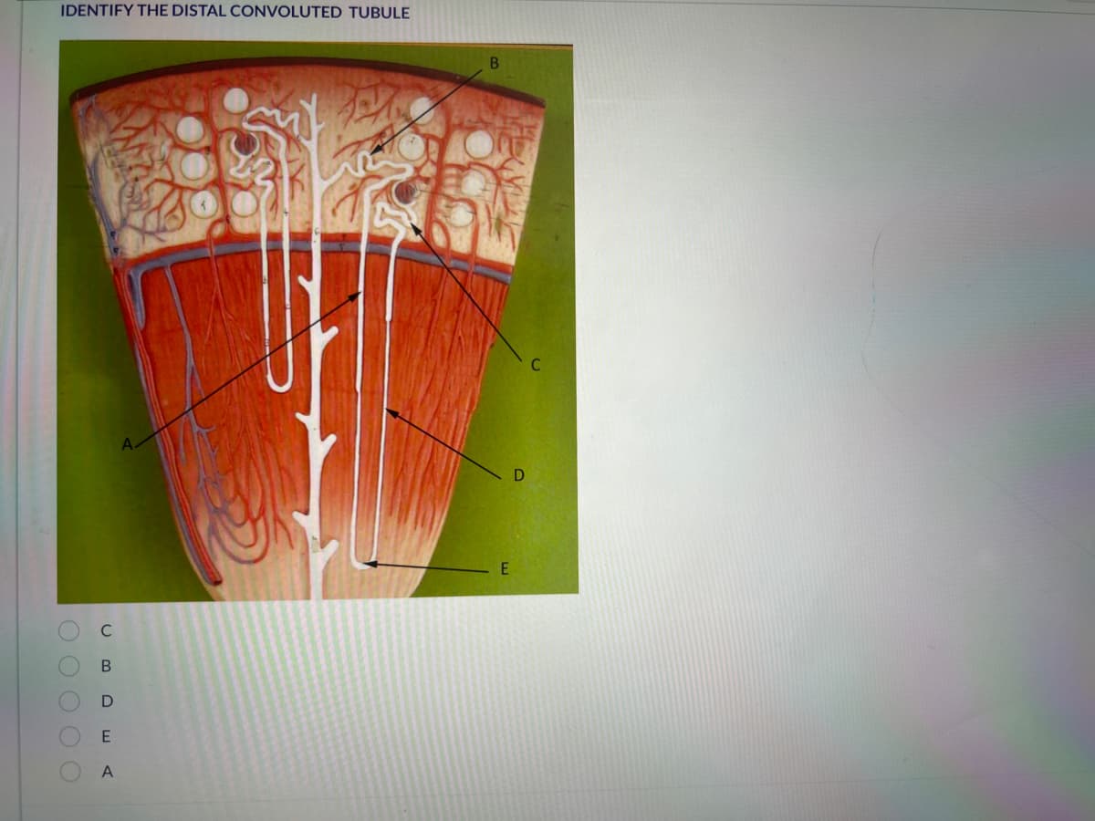 IDENTIFY THE DISTAL CONVOLUTED TUBULE
ឡដល
0 0 0 0 0
CBDEA
E
D