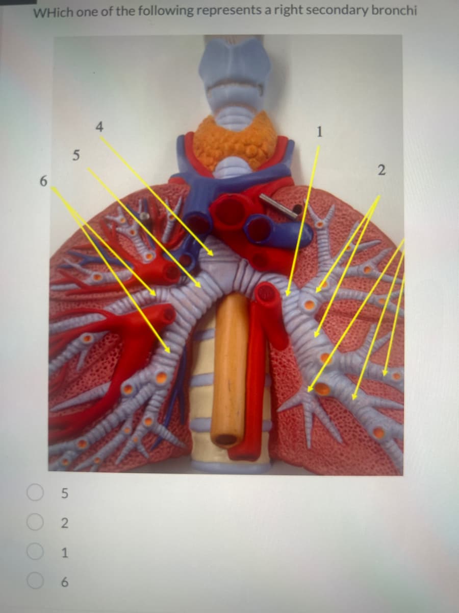 WHich one of the following represents a right secondary bronchi
C
5
2
1
0
5
Omala