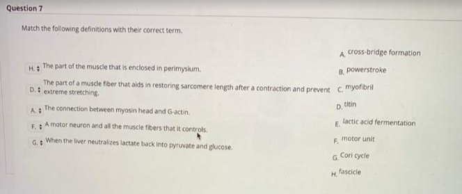 Question 7
Match the following definitions with their correct term.
A. cross-bridge formation
H.
The part of the muscle that is enclosed in perimysium.
B, powerstroke
The part of a muscle fiber that aids in restoring sarcomere length after a contraction and prevent c. myofibril
D. extreme stretching
titin
The connection between myosin head and G-actin.
D.
A:
E A motor neuron and all the muscle fibers that it controls.
lactic acid fermentation
E.
6+ When the liver neutralizes lactate back into pyruvate and glucose.
F. motor unit
Cori cycle
G.
fascicle
H.
