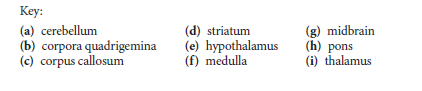 Кey:
(a) cerebellum
(b) corpora quadrigemina
(c) corpus callosum
(d) striatum
(e) hypothalamus
(f) medulla
(g) midbrain
(h) pons
(i) thalamus

