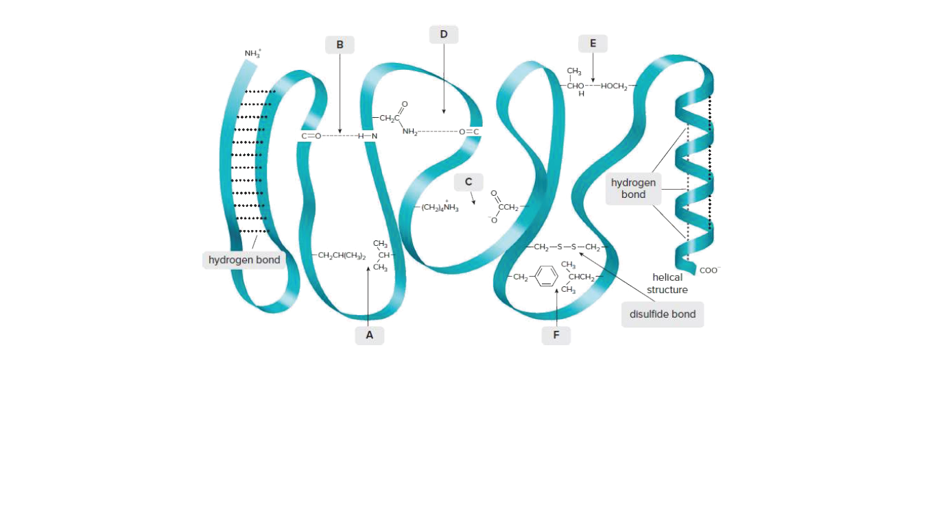 NH
CH3
CHO---HOCH,
NH,
-0=C
FO--------H-N
hydrogen
bond
(CH,)NH,
CCH2
CH,
CH,CH(CH) CH
CH,
-CH,-S-S-CH,
hydrogen bond
COO
-CH,
CHCH,
CH,
helical
structure
disulfide bond
A

