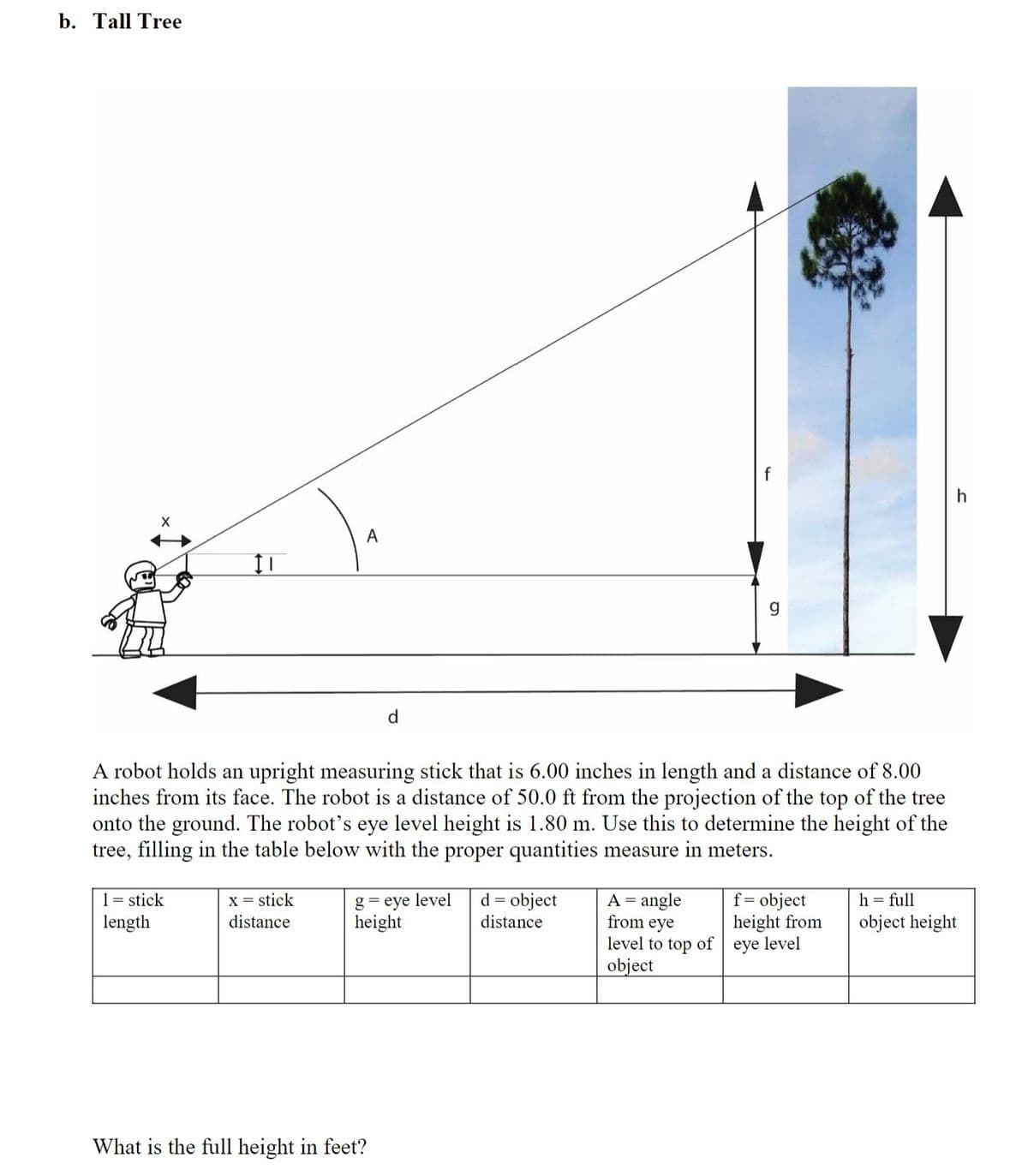 b. Tall Tree
A
d
A robot holds an upright measuring stick that is 6.00 inches in length and a distance of 8.00
inches from its face. The robot is a distance of 50.0 ft from the projection of the top of the tree
onto the ground. The robot's eye level height is 1.80 m. Use this to determine the height of the
tree, filling in the table below with the proper quantities measure in meters.
g= eye level
height
d = object
f= object
height from
1= stick
X = stick
h = full
angle
from eye
level to top of eye level
object
A =
length
distance
distance
object height
What is the full height in feet?
