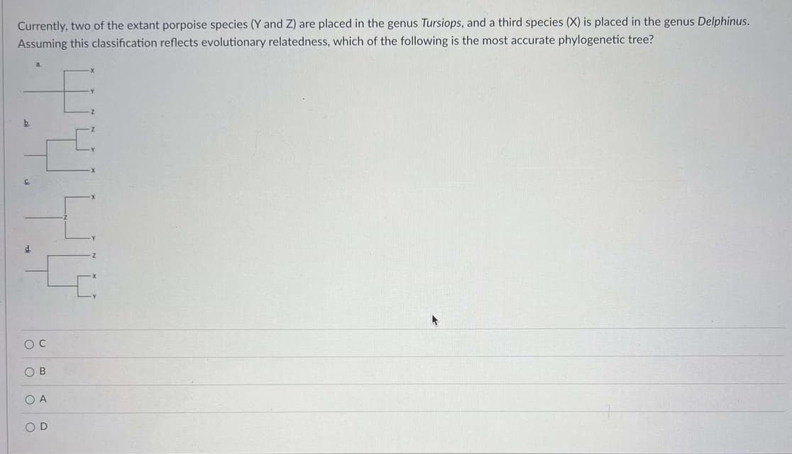 Currently, two of the extant porpoise species (Y and Z) are placed in the genus Tursiops, and a third species (X) is placed in the genus Delphinus.
Assuming this classification reflects evolutionary relatedness, which of the following is the most accurate phylogenetic tree?
d
O C
OB
OA
OD