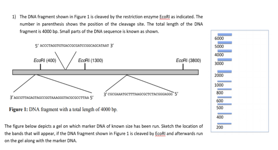 1) The DNA fragment shown in Figure 1 is cleaved by the restriction enzyme EcoRI as indicated. The
number in parenthesis shows the position of the cleavage site. The total length of the DNA
fragment is 4000 bp. Small parts of the DNA sequence is known as shown.
5' ACCCTAGGTGTGACCGCGATCCGGCAGCATAAT 3'
EcoRI (400)
EcoRI (1300)
EcoRI (3800)
3' CGCGAAATGCTTTAAGCGCTCTACGGGAGGG5'
3'AGCGTTAGAGTAGCCGGTAAAGGGTACGCGCCTTAA 5'
Figure 1: DNA fragment with a total length of 4000 bp.
The figure below depicts a gel on which marker DNA of known size has been run. Sketch the location of
the bands that will appear, if the DNA fragment shown in Figure 1 is cleaved by EcoRI and afterwards run
on the gel along with the marker DNA.
6000
5000
4000
3000
2000
1000
800
600
500
400
200