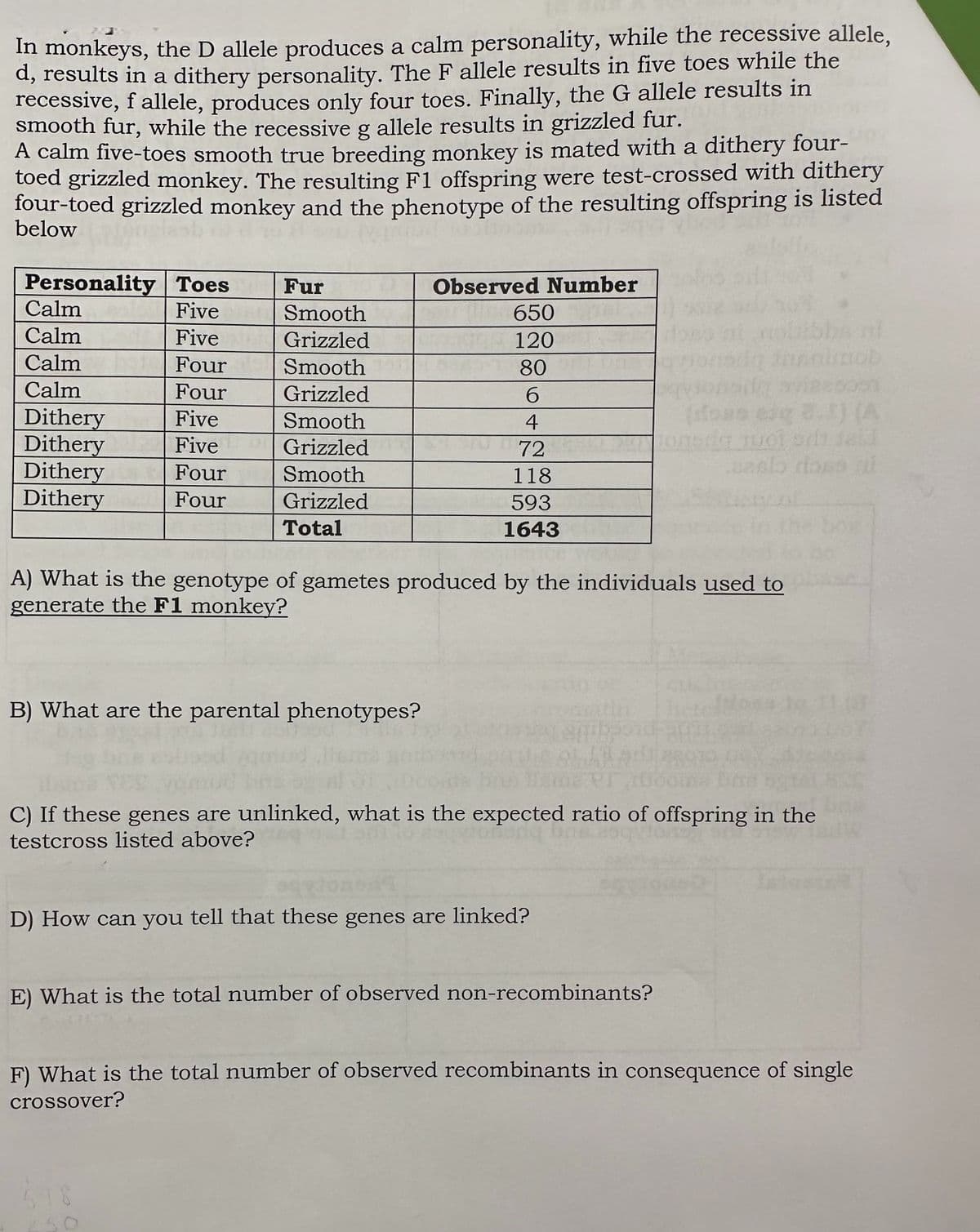 In monkeys, the D allele produces a calm personality, while the recessive allele,
d, results in a dithery personality. The F allele results in five toes while the
recessive, f allele, produces only four toes. Finally, the G allele results in
smooth fur, while the recessive g allele results in grizzled fur.
A calm five-toes smooth true breeding monkey is mated with a dithery four-
toed grizzled monkey. The resulting F1 offspring were test-crossed with dithery
four-toed grizzled monkey and the phenotype of the resulting offspring is listed
below
Personality Toes Fur
Five
Five
Four
Four
Five
Five
Four
Four
Calm
Calm
Calm
Calm
Dithery
Dithery
Dithery
Dithery
Smooth
Grizzled
Smooth
Grizzled
Smooth
Grizzled
Smooth
Grizzled
Total
Observed Number
B) What are the parental phenotypes?
650
120
80
6
4
72
118
593
1643
A) What is the genotype of gametes produced by the individuals used to
generate the F1 monkey?
mob
avizecom
esg 3.0) (A
Tuot odt sell
sasto ross ni
C) If these genes are unlinked, what is the expected ratio of offspring in the
testcross listed above?
D) How can you tell that these genes are linked?
E) What is the total number of observed non-recombinants?
F) What is the total number of observed recombinants in consequence of single
crossover?