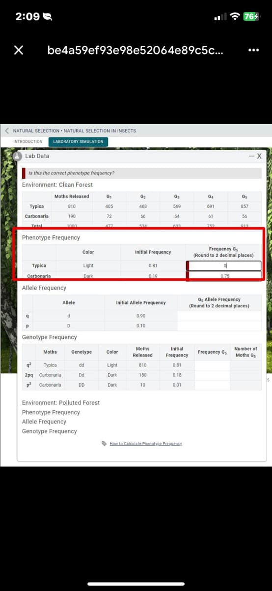 2:09
×
be4a59ef93e98e52064e89c5c...
< NATURAL SELECTION NATURAL SELECTION IN INSECTS
INTRODUCTION LABORATORY SIMULATION
Lab Data
Is this the correct phenotype frequency?
Environment: Clean Forest
Typica
Carbonaria
Total
Moths Released
Typica
Carbonaria
Allele Frequency
Phenotype Frequency
810
Moths
190
q²
Typica
2pq Carbonaria
p² Carbonaria
1000
Allele
q
P
Genotype Frequency
d
D
Color
Light
Dark
Genotype
dd
Dd
DD
Environment: Polluted Forest
Phenotype Frequency
Allele Frequency
Genotype Frequency
G₁
405
72
477
Color
G₂
Light
Dark
Dark
468
66
534
Initial Frequency
Initial Allele Frequency
0.90
0.10
0.81
180
0.19
Moths
Released
810
10
G3
569
64
633
Initial
Frequency
0.81
0.18
0.01
How to Calculate Phenotype Frequency
G4
691
61
752
o
0.75
764
Frequency Gs
...
56
- X
G5
857
Frequency G
(Round to 2 decimal places)
G5 Allele Frequency
(Round to 2 decimal places)
Number of
Moths G