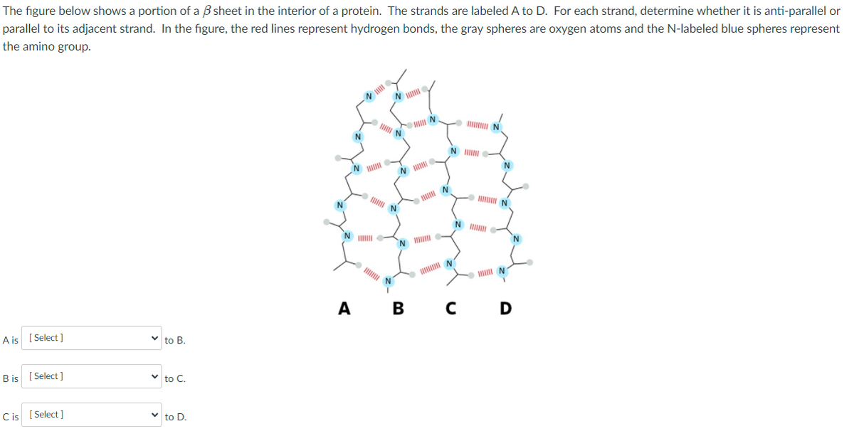 The figure below shows a portion of a B sheet in the interior of a protein. The strands are labeled A to D. For each strand, determine whether it is anti-parallel or
parallel to its adjacent strand. In the figure, the red lines represent hydrogen bonds, the gray spheres are oxygen atoms and the N-labeled blue spheres represent
the amino group.
N
I N
N
N
N
N I
'N
A
В
A is [ Select ]
to B.
B is [ Select ]
v to C.
Cis [ Select ]
to D.
