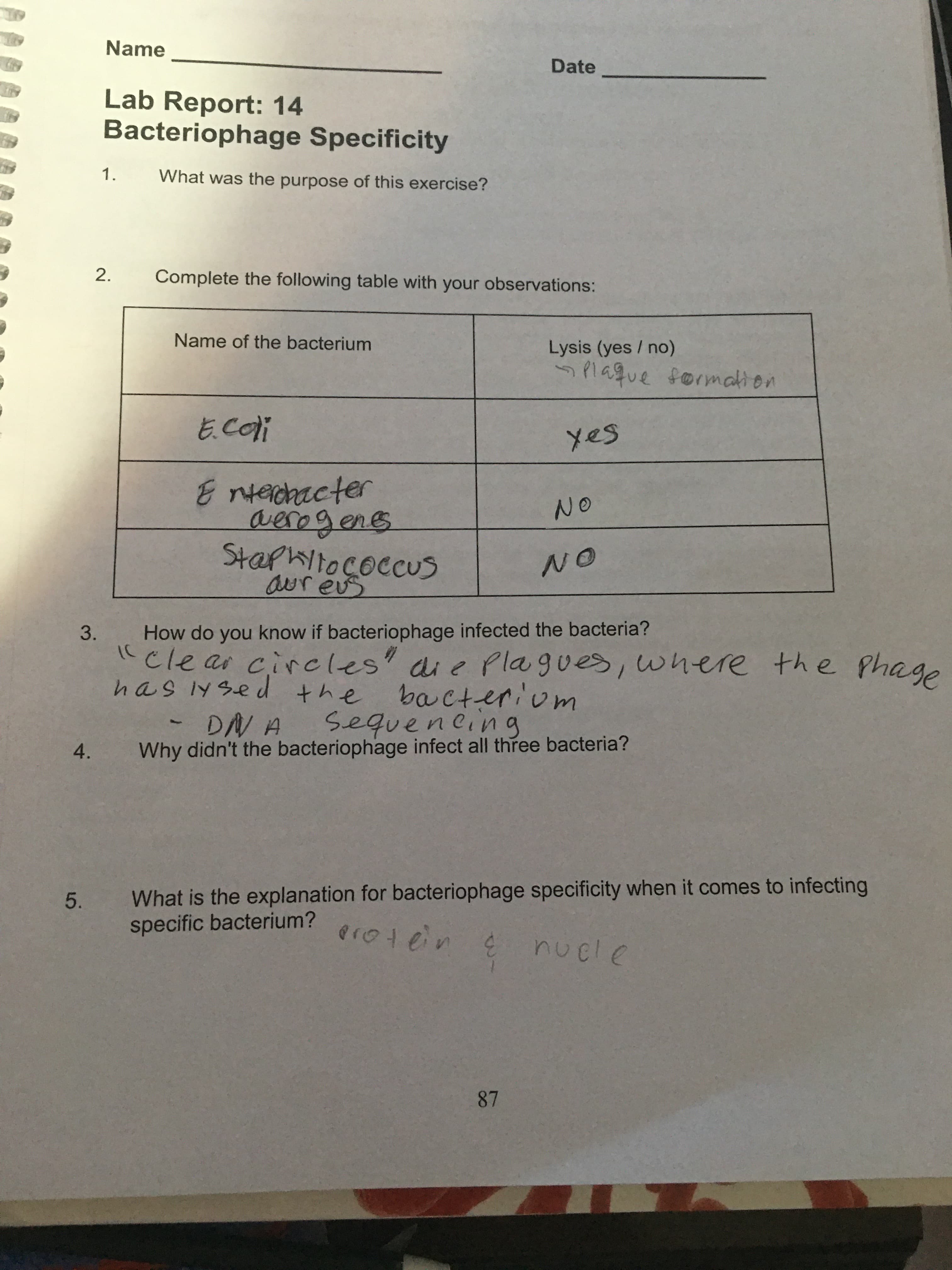 Name
Date
Lab Report: 14
Bacteriophage Specificity
1.
What was the purpose of this exercise?
Complete the following table with your observations:
Name of the bacterium
Lysis (yes / no)
5 lague formation
E.COi
yes
Entechacter
averogens
Staphliococcus
NO
aureus
How do you know if bacteriophage infected the bacteria?
"clear circles' die Plagues, where
has lysed the ba cteriom
3.
the phage
DN A
Why didn't the bacteriophage infect all three bacteria?
Sequencing
4.
What is the explanation for bacteriophage specificity when it comes to infecting
specific bacterium?
Proten
nucle
87
2.
5.
