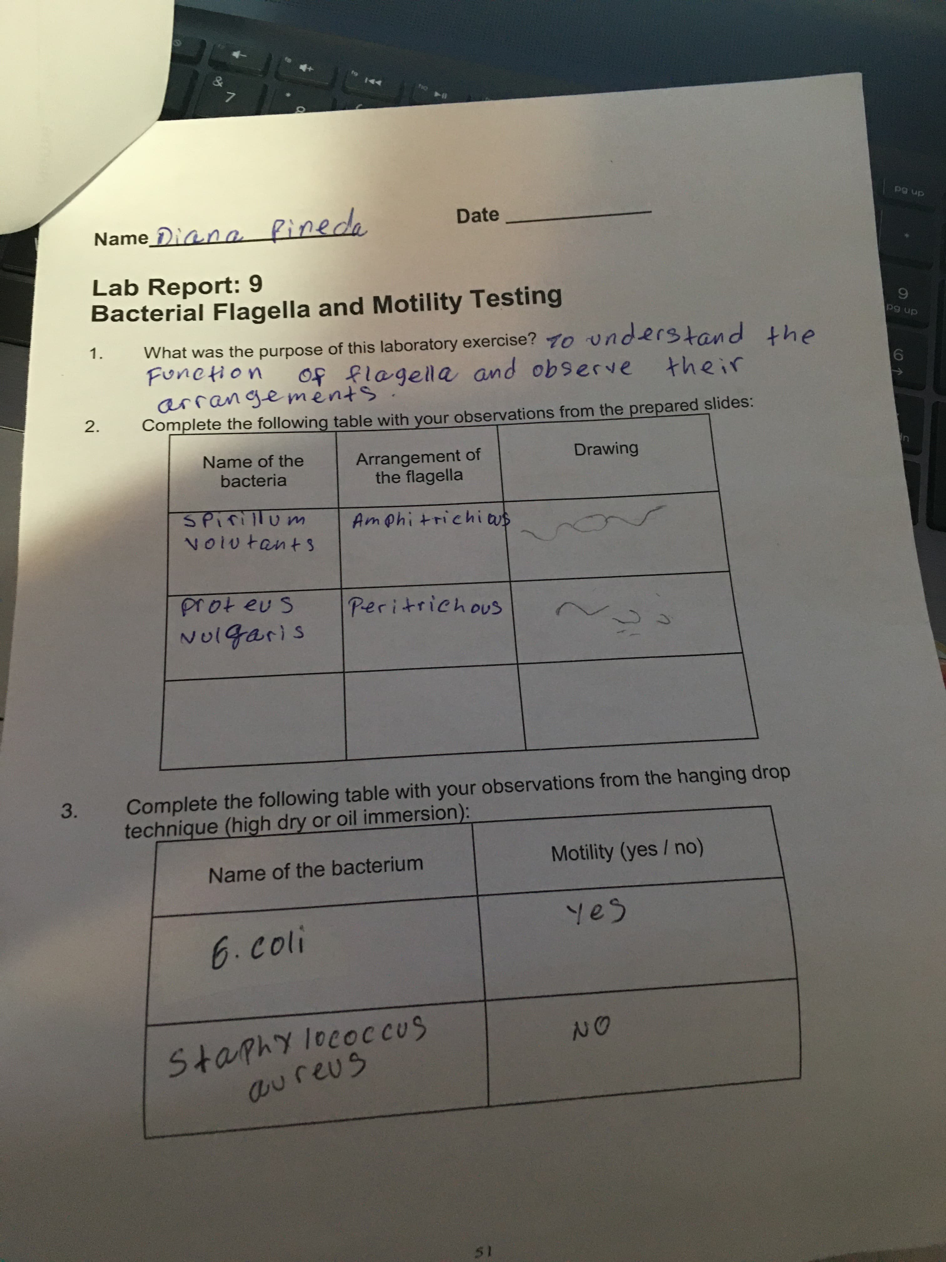 &
T10
Date
Name_Diana Pinedo
dn 6d
Lab Report: 9
Bacterial Flagella and Motility Testing
What was the purpose of this laboratory exercise? 7o understand the
Function
arrangements
Complete the following table with your observations from the prepared slides:
1.
dn 6a
Of flagella and observe
their
2.
Name of the
Arrangement of
the flagella
Drawing
in
bacteria
SPirillum
Voiutants
Am@hitrichi ws
prot eu S
Peritrichous
NU1garis
Complete the following table with your observations from the hanging drop
technique (high dry or oil immersion):
Name of the bacterium
Motility (yes / no)
yes
6. coli
Staphy lococcus
aureus
Nの
51
3.
