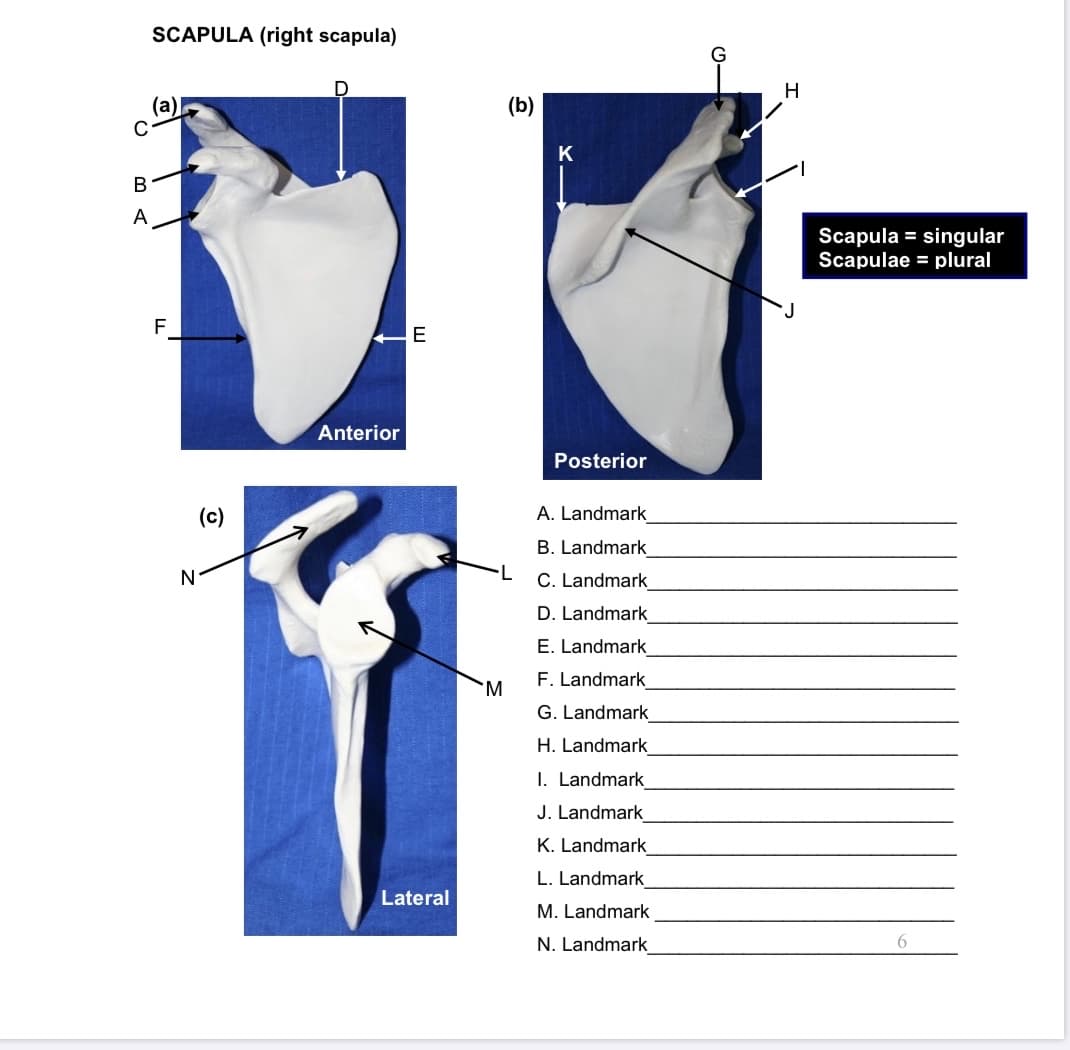 SCAPULA (right scapula)
D
H
(a)
(b)
K
A
Scapula = singular
Scapulae = plural
F
Anterior
Posterior
(c)
A. Landmark
B. Landmark
N
C. Landmark
D. Landmark
E. Landmark
F. Landmark
M.
G. Landmark
H. Landmark
I. Landmark
J. Landmark
K. Landmark
L. Landmark
Lateral
M. Landmark
N. Landmark
