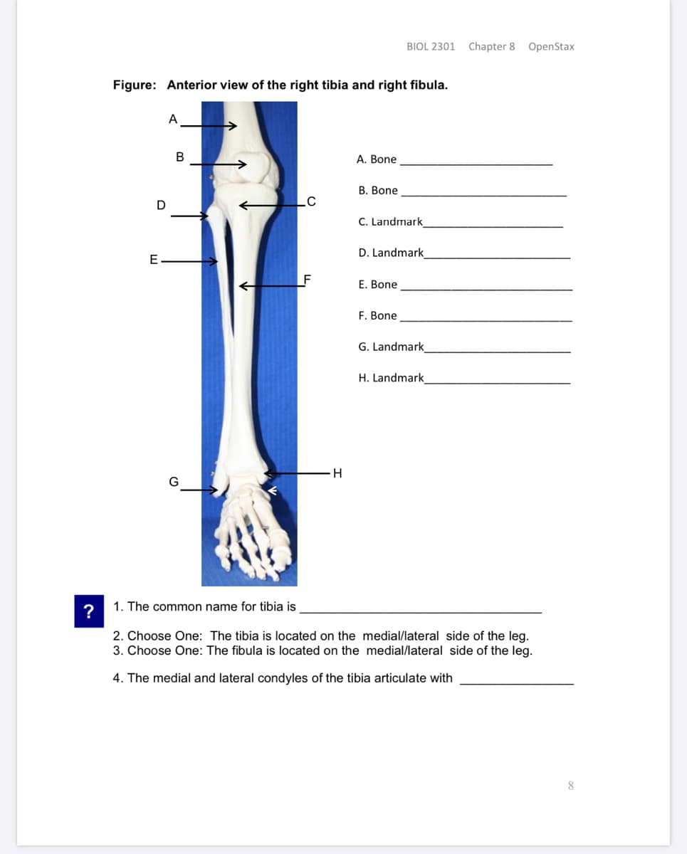 BIOL 2301
Chapter 8
OpenStax
Figure: Anterior view of the right tibia and right fibula.
A
A. Bone
В. Bone
D
C. Landmark
D. Landmark
E.
_F
E. Bone
F. Bone
G. Landmark
H. Landmark
H
G
?
1. The common name for tibia is
2. Choose One: The tibia is located on the medial/lateral side of the leg.
3. Choose One: The fibula is located on the medial/lateral side of the leg.
4. The medial and lateral condyles of the tibia articulate with
8
